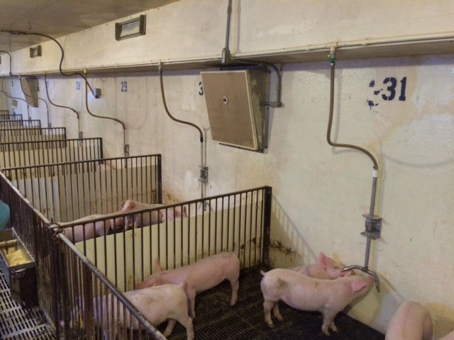 Swine Veterinarian Lab
